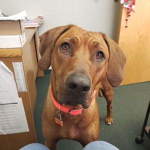 Meet your Posher, Lizz